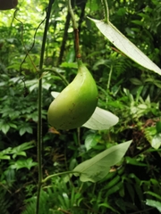 Passiflora crassifolia
