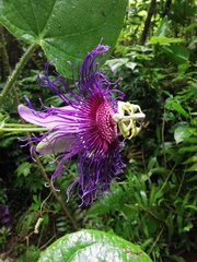 Passiflora crassifolia