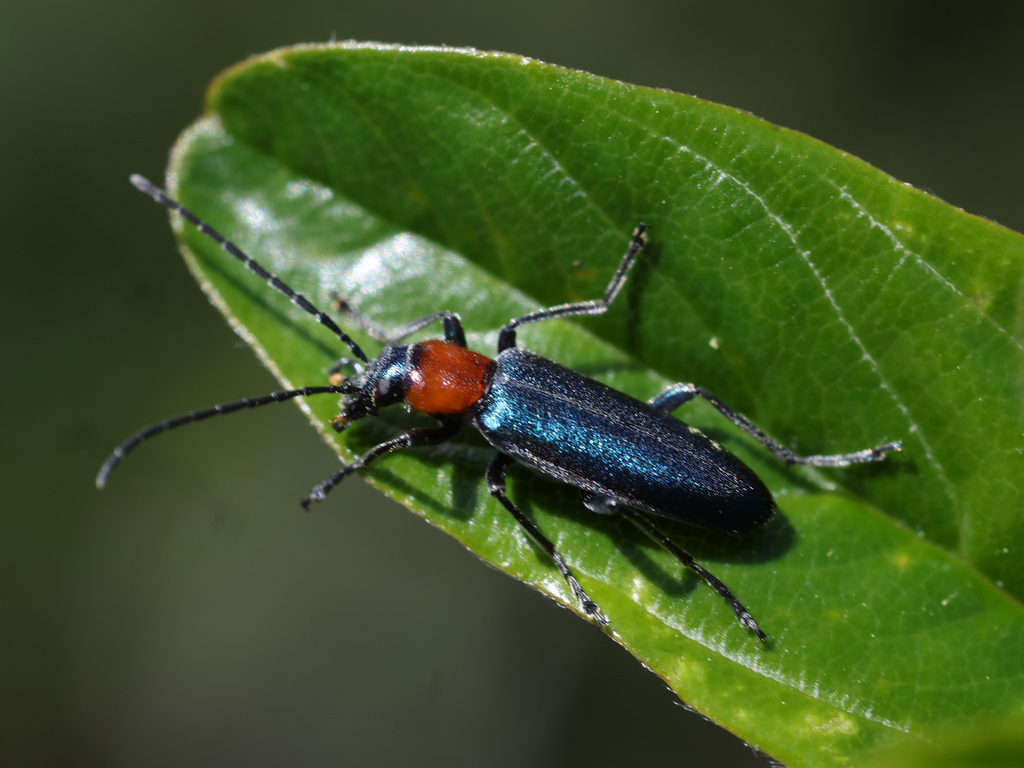 Eumecomera bicolor