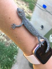 Strophurus williamsi