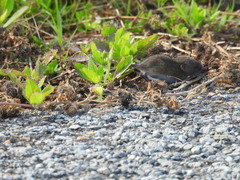 Oryzomys palustris