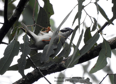 Melithreptus gularis