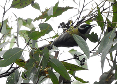 Melithreptus gularis
