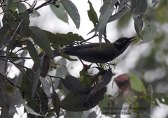 Melithreptus gularis