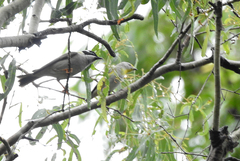 Melithreptus gularis