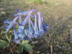 Corydalis turtschaninovii