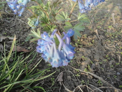 Corydalis turtschaninovii