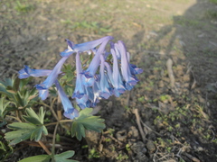 Corydalis turtschaninovii