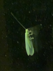 Chrysopa nigricornis