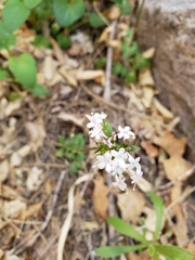 Valeriana arizonica