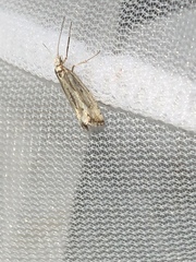 Plutella porrectella