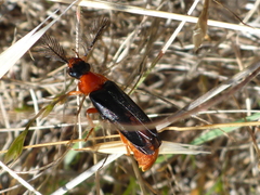 Zarhipis integripennis
