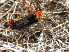 Zarhipis integripennis