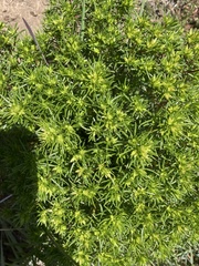 Leptosiphon floribundus