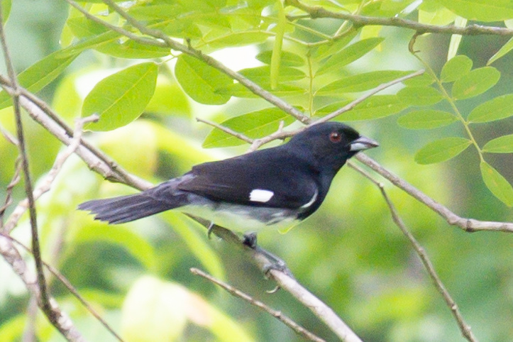 Black-and-white Tanager illustration