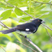 Black-and-white Tanager - Photo (c) Jhon Romero, some rights reserved (CC BY-NC), uploaded by Jhon Romero