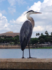 Ardea herodias