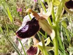 Ophrys bertolonii bertoloniiformis