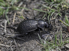 Calosoma cancellatum