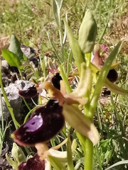 Ophrys bertolonii bertoloniiformis