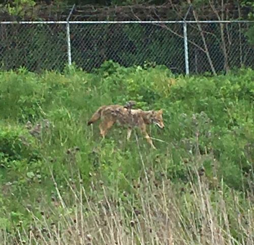 Coyote photographed in Wisconsin