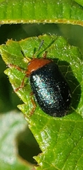 Plagiodera arizonae