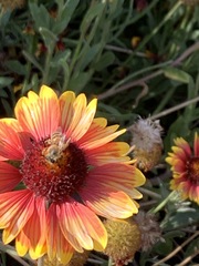Apis mellifera