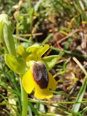 Ophrys lutea phryganae