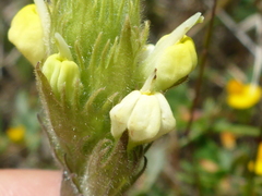 Castilleja rubicundula