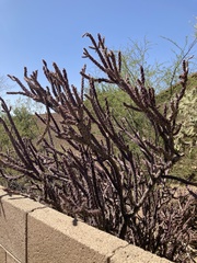 Cylindropuntia thurberi versicolor