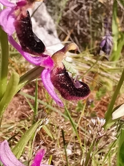 Ophrys bertolonii bertoloniiformis