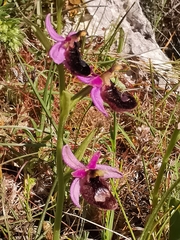 Ophrys bertolonii bertoloniiformis