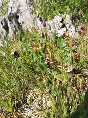 Ophrys bertolonii bertoloniiformis