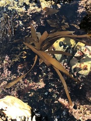 Lessoniaceae