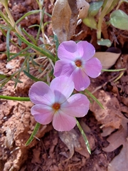 Phlox austromontana