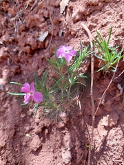 Phlox austromontana