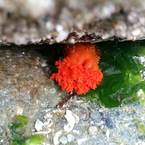 Cucumaria miniata
