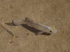 Cyprinodon salinus salinus