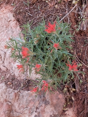Castilleja scabrida