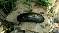 Cumberlandia monodonta