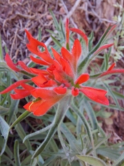 Castilleja scabrida