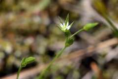 Stellaria nitens