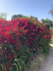 Bougainvillea