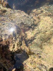 Pisaster ochraceus