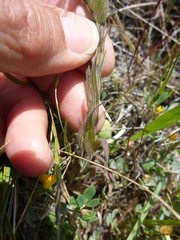 Castilleja rubicundula