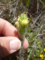 Castilleja rubicundula
