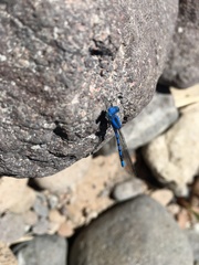 Argia agrioides