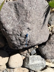 Argia agrioides