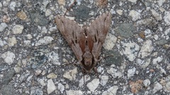 Sphinx morio arestus