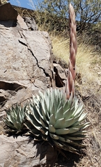 Agave parryi parryi